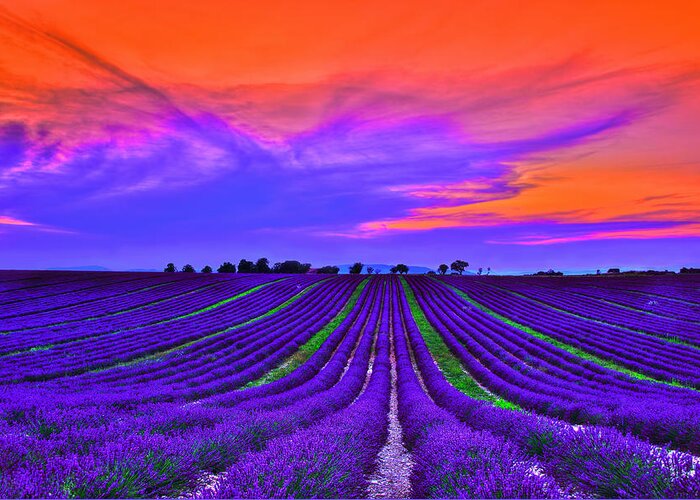 Provence Greeting Card featuring the photograph Purple Dream by Midori Chan