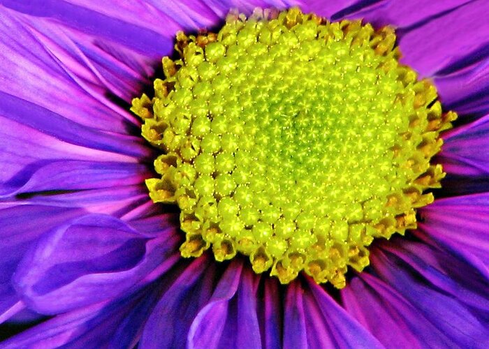 Flower Greeting Card featuring the photograph Purple Fantasy by Diana Angstadt