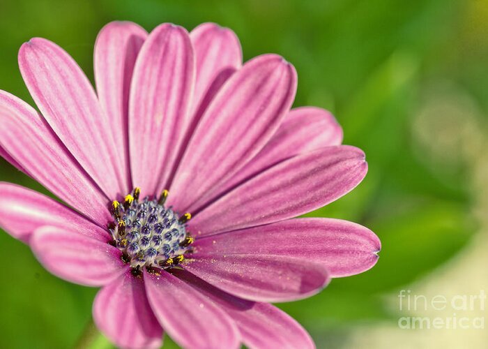 African Daisy Greeting Card featuring the photograph Purple african daisy by Martin Capek