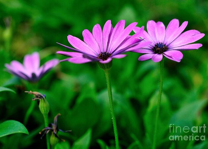 Purple Greeting Card featuring the photograph Purple Flowers by Joe Ng