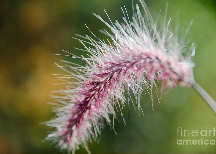 Purple Greeting Card featuring the photograph Purple Fountain Grass 3 by Cassie Marie Photography