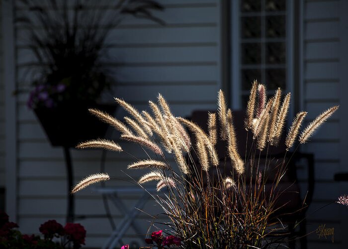 Purple Fountain Grass Greeting Card featuring the photograph Purple Fountain Grass by Stan Kwong