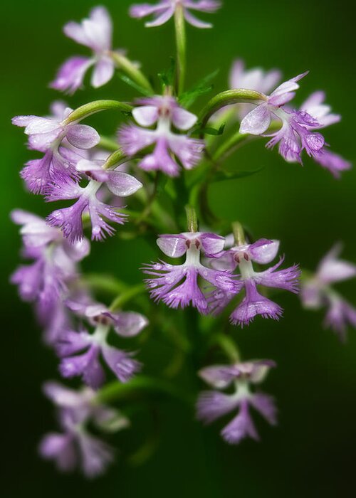 Isinglass River Greeting Card featuring the photograph Purple Fringed Orchid by Jeff Sinon