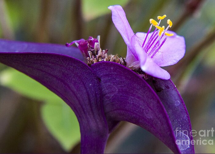 Purple Hear Greeting Card featuring the photograph Purple Heart flower by Darleen Stry