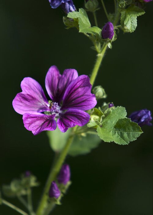 Hollyhocks Greeting Card featuring the photograph Hollyhocks by Christina Rollo