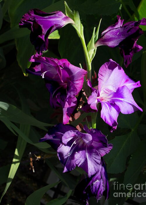 Purple Iris Greeting Card featuring the photograph Purple Iris by M Three Photos