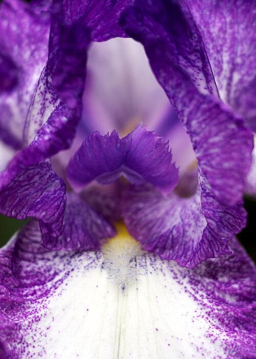 Allergy Greeting Card featuring the photograph Purple Iris Flower by RM Vera