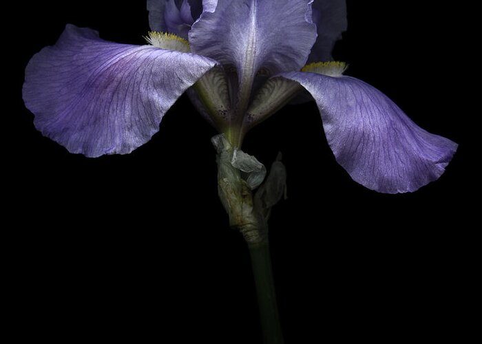Black Greeting Card featuring the photograph Purple Iris by Oscar Gutierrez