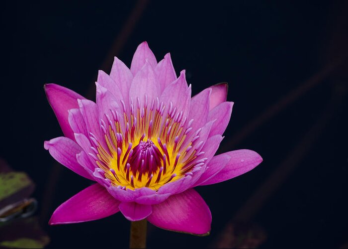 Flower Greeting Card featuring the photograph Purple Lotus Flower by Jim Shackett