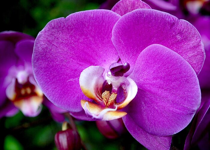 Orchid Greeting Card featuring the photograph Purple Orchid by Rona Black