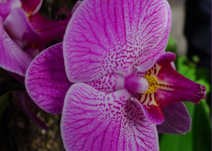 Orchid Greeting Card featuring the photograph Purple Orchid by Sandra Flickstein