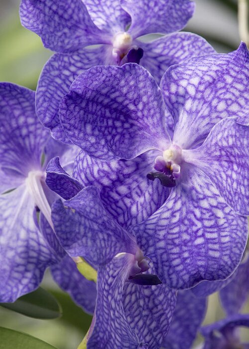 Orchids Greeting Card featuring the photograph Purple orchids by Elena Perelman