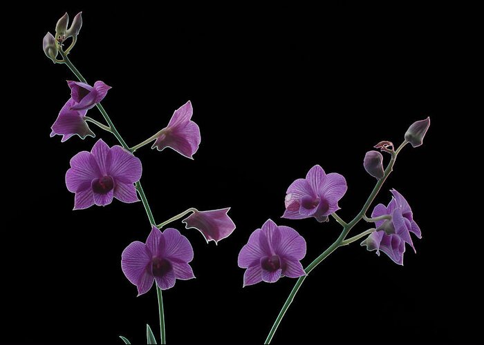 Orchid Greeting Card featuring the photograph Purple Orchids On Black by Janice Adomeit