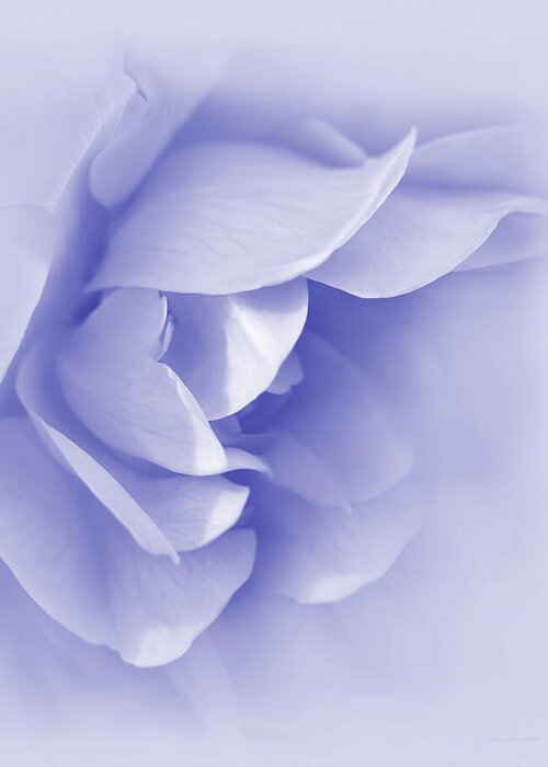 Rose Greeting Card featuring the photograph Purple Rose Flower Tranquillity by Jennie Marie Schell