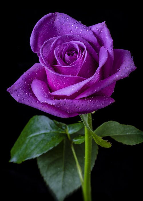 Purple Greeting Card featuring the photograph Purple Rose by Garry Gay