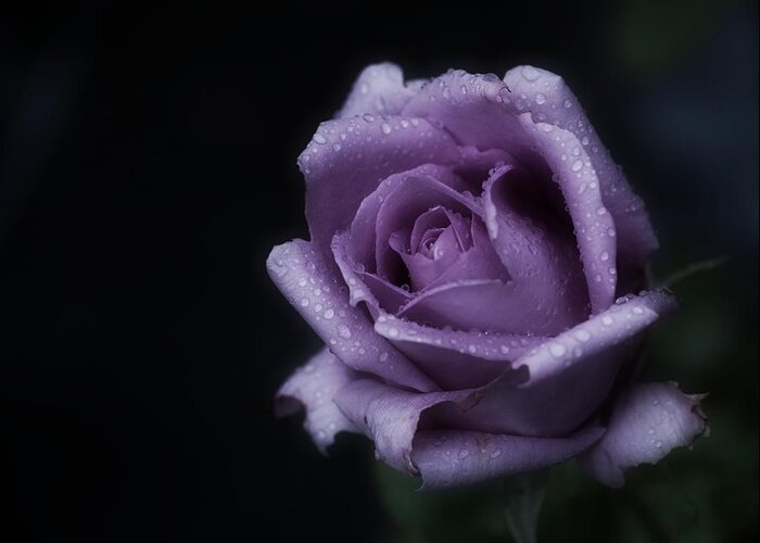 Purple Rose Greeting Card featuring the photograph Purple Rose of Monday by Richard Cummings