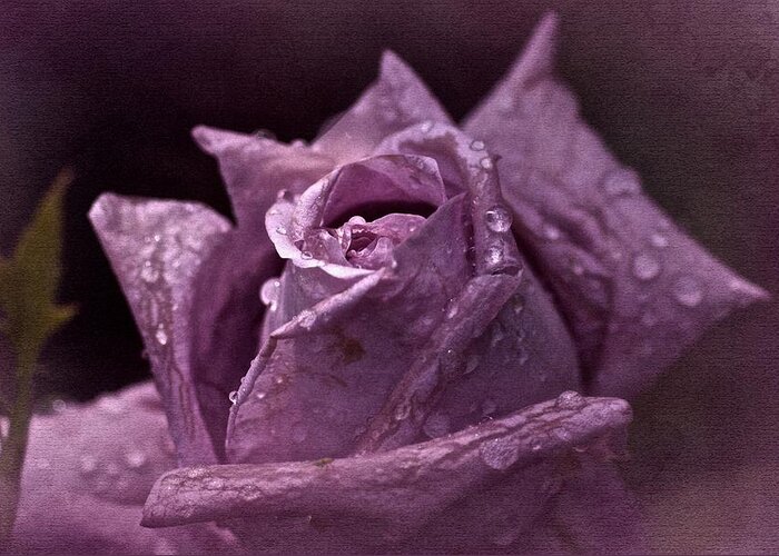 Purple Rose Greeting Card featuring the photograph Purple Rose by Richard Cummings