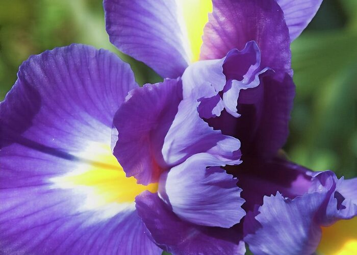 Purple Greeting Card featuring the photograph Purple Ruffles by Denise Beverly