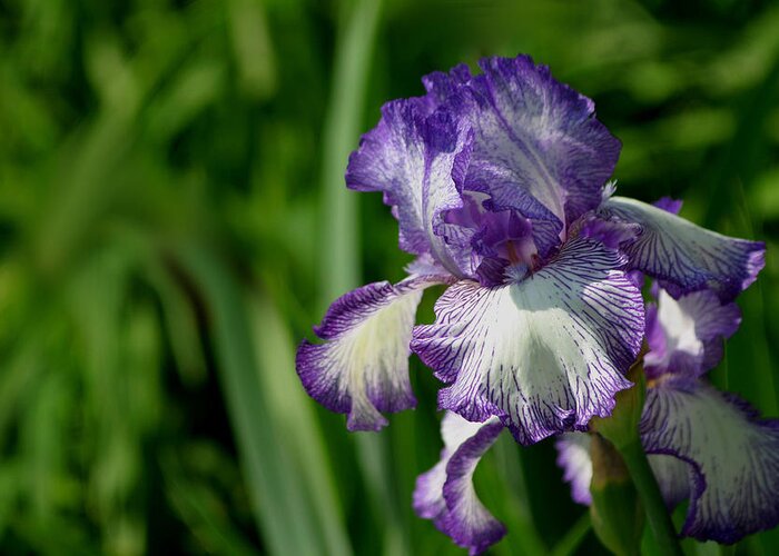 Iris Greeting Card featuring the photograph Purple Splash by Living Color Photography Lorraine Lynch