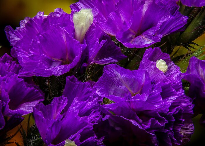 Flower Greeting Card featuring the photograph Purple Statice by Ron Pate