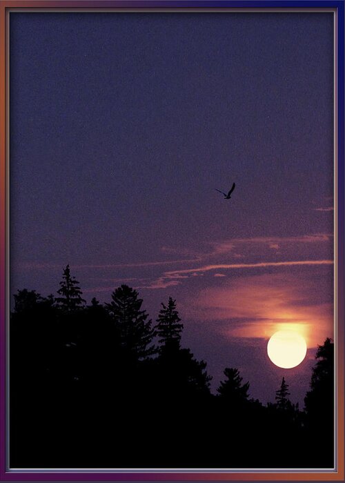 Purple Sunset With Forest Silhouette Greeting Card featuring the photograph Purple Sunset With Sea Gull by Peter V Quenter