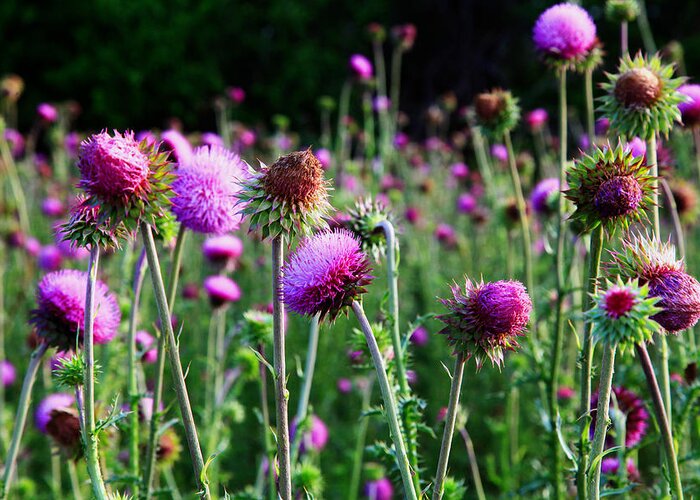 Landscape Greeting Card featuring the photograph Purple Thistle by Toni Hopper