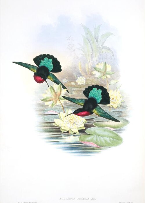 1800s Greeting Card featuring the photograph Purple-throated caribs, artwork by Science Photo Library
