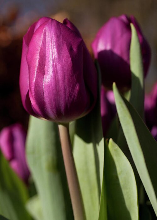 Purple Greeting Card featuring the photograph Purple Tulip by Caroyl La Barge