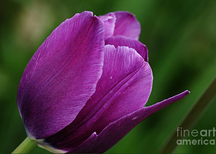 Photography Greeting Card featuring the photograph Purple Tulip by Larry Ricker