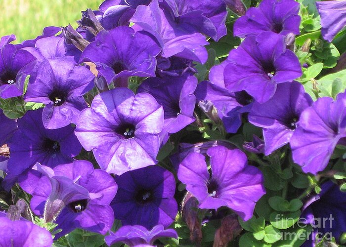 Petunias Greeting Card featuring the photograph Purple Wave Petunias Close Up by Conni Schaftenaar
