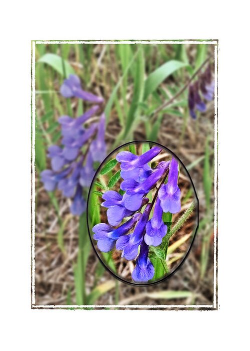 Nature Greeting Card featuring the photograph Purple Wildflowers by Susan Kinney