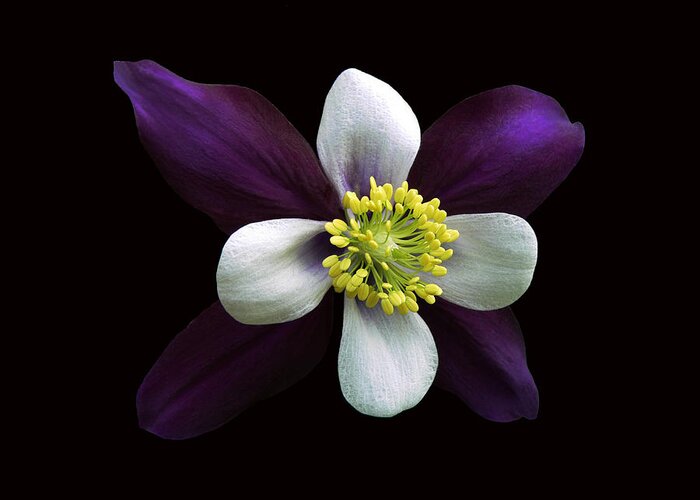 Columbine Greeting Card featuring the photograph Purrrrfecto by Doug Norkum