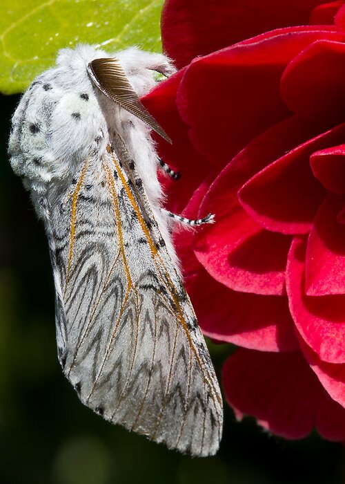 Animals Greeting Card featuring the photograph Puss Moth on red camellia by Mr Bennett Kent