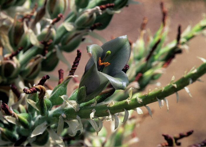Puya Sp. Greeting Card featuring the photograph Puya Sp. Bromeliad Flower by Sally Mccrae Kuyper/science Photo Library