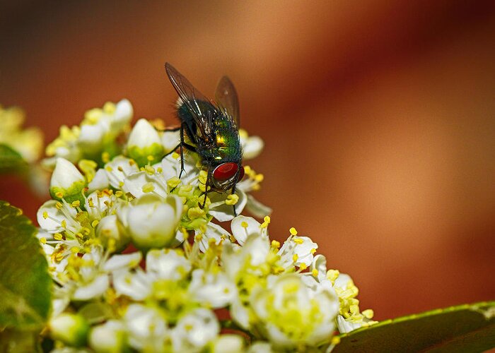 Bush Greeting Card featuring the photograph Pyracantha and Fly by Karen Slagle