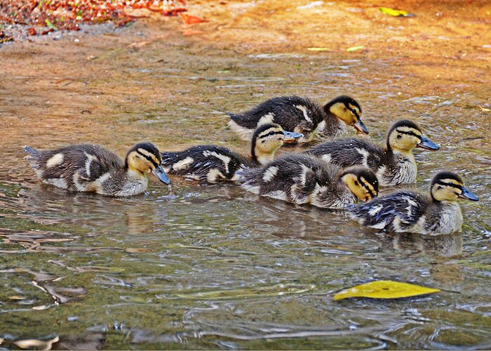 Ducklings Greeting Card featuring the photograph Quackers by Linda Brown