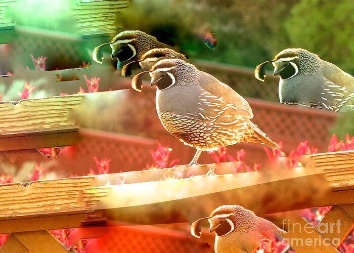 Photo And A Bit Of Digital Art Greeting Card featuring the photograph Quail by Phyllis Kaltenbach