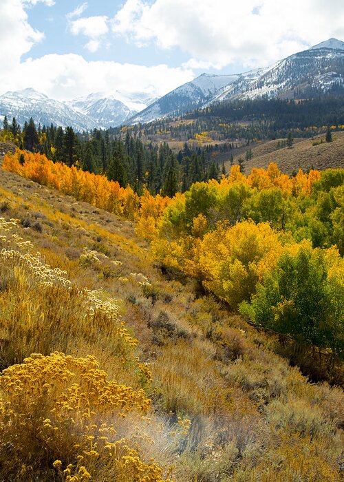 Fall Foliage Greeting Card featuring the photograph Quakies and Mountains by Jim Snyder