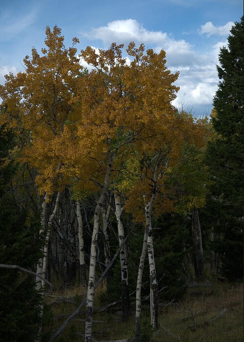 Gold Greeting Card featuring the photograph Quaking Aspen by Frank Madia