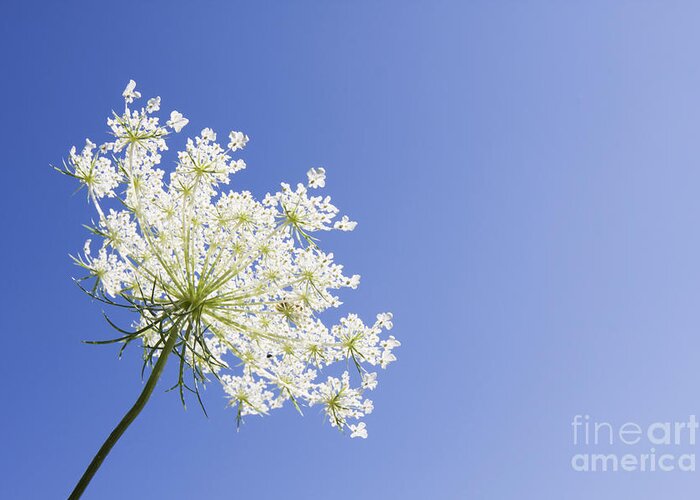 Queen Anne's Lace Greeting Card featuring the photograph Queen Anne's Lace by Patty Colabuono