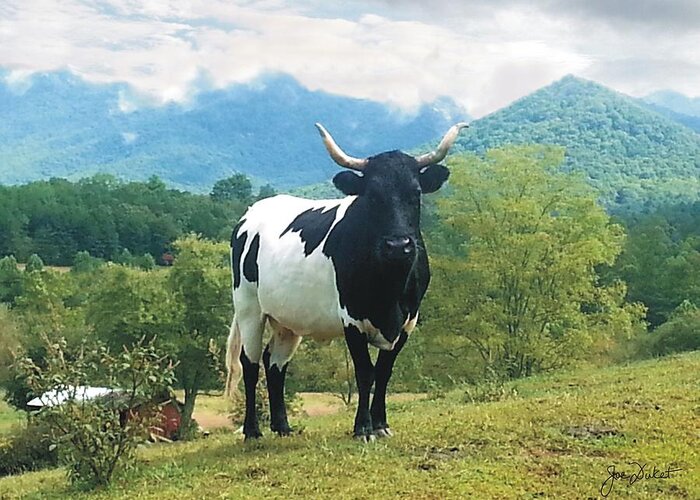 Cow Greeting Card featuring the photograph Queen of the Hill by Joe Duket