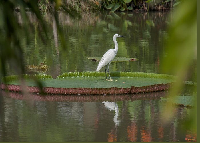 Nature Greeting Card featuring the photograph Queen Victoria Water Lily Pad with Little Egret DTHB1618 by Gerry Gantt