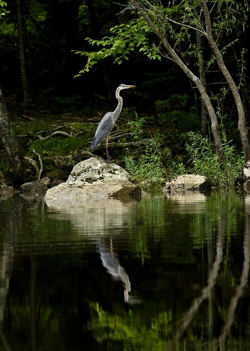 Blue Heron Greeting Card featuring the photograph Quiet Waters by Brent L Ander