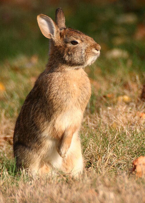 Wildlife Greeting Card featuring the photograph Rabbit Standing in the Sun by William Selander