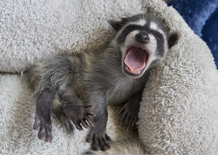 536504 Greeting Card featuring the photograph Raccoon Orphan Wildcare California by Suzi Eszterhas