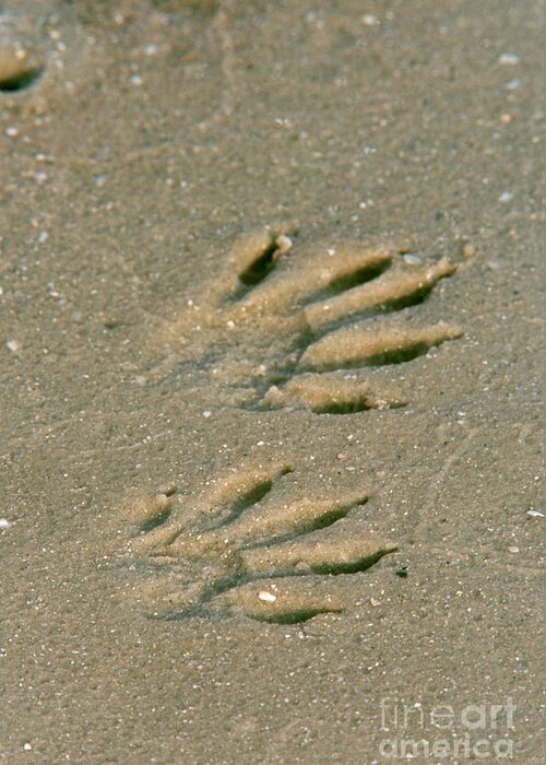 Animal Greeting Card featuring the photograph Raccoon Tracks In Sand by Steve Maslowski