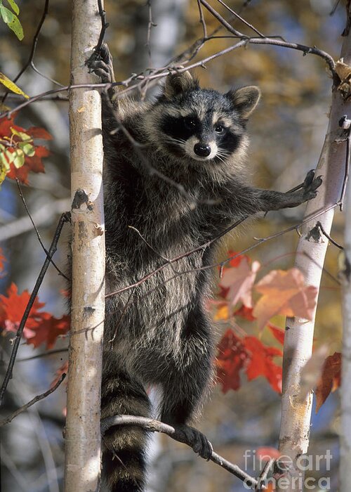 Racoon Greeting Card featuring the photograph Racoon in Tree by Chris Scroggins