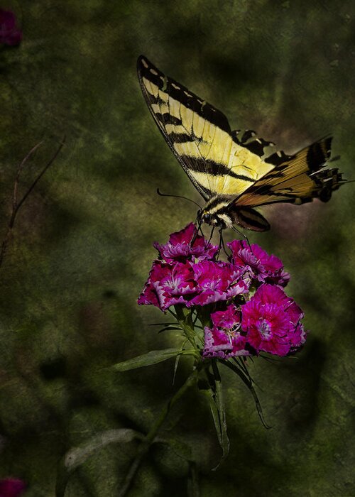 Butterfly Greeting Card featuring the photograph Ragged Wings by Belinda Greb