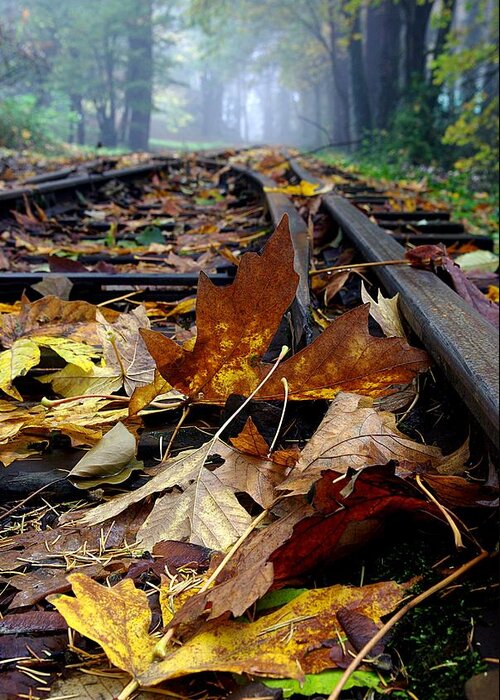 Railroad Greeting Card featuring the photograph Rails and Leaves by Ken Dietz
