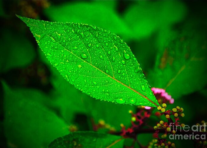 Rain Droplets Greeting Card featuring the photograph Rain Droplets by Nicola Fiscarelli